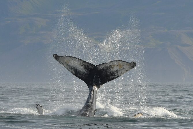 Húsavík Whale Watching Tour, family owned and operated - Cold air, rolling water, and what to wear