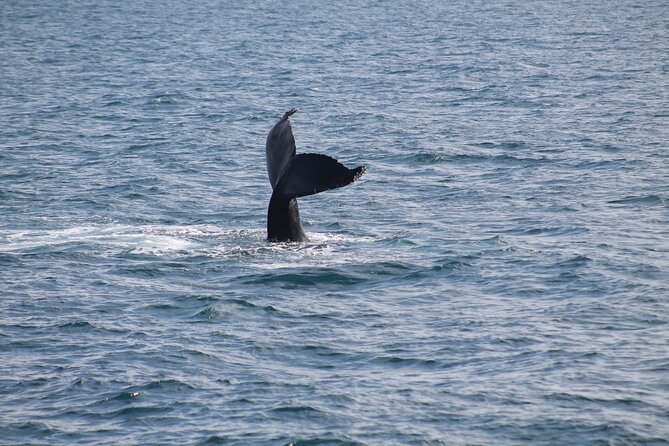 Húsavík Whale Watching Tour, family owned and operated - Is $102.84 a fair price?