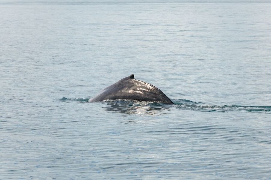 Húsavík: Whale Watching Tour with Guide - Final verdict: a worthwhile Húsavík experience
