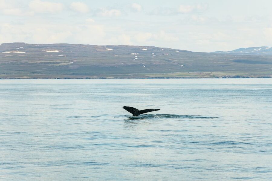 Húsavík: Whale Watching Tour with Guide - Why Húsavík makes a strong whale-watching base