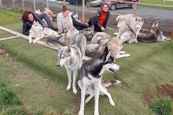 Husky Petting in Akureyri (private) - Meeting Gunni, Maria, and the pack