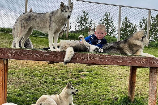 Husky Petting in Akureyri (private) - The dogs are the main event