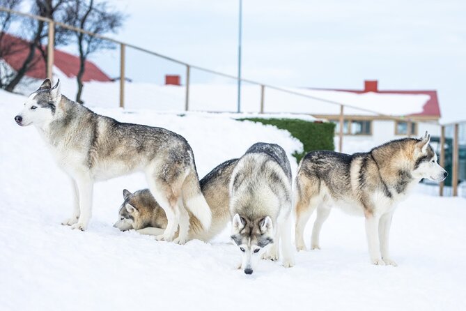 Husky Petting in Akureyri (private) - Coffee, tea, photos, and the view