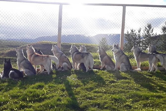 Husky Petting in Akureyri (private) - Is $666.78 good value?