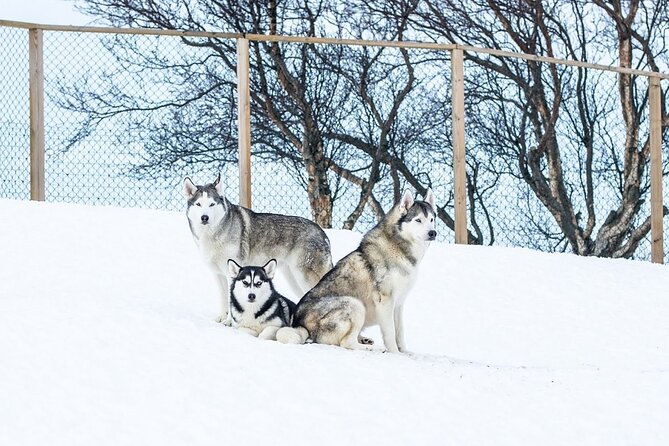 Husky Petting in Akureyri (private) - Who will enjoy this most