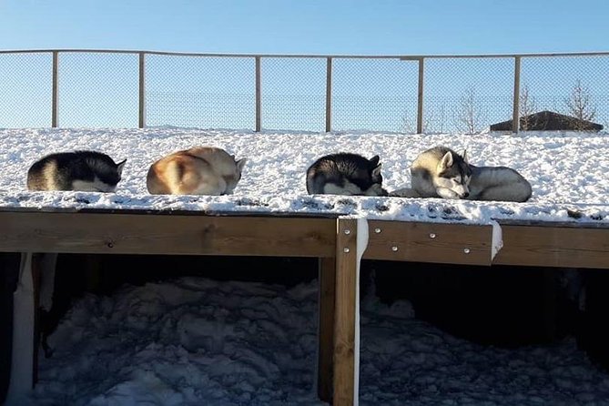 Husky Petting in Akureyri (private) - Practical planning for Akureyri