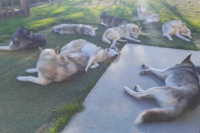 Husky Petting in Akureyri (private) - What your one hour actually includes