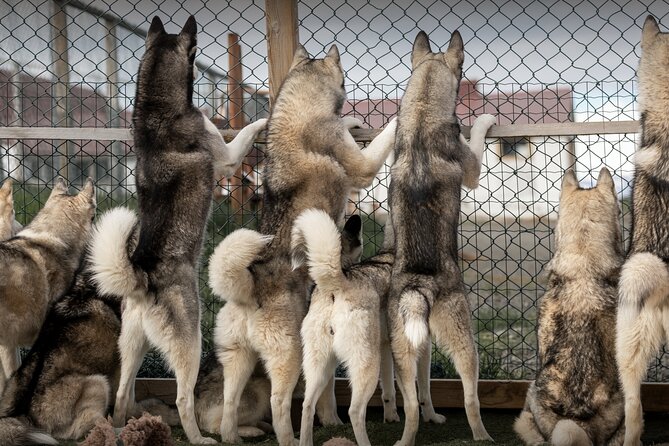 Husky Petting, in Akureyri - Key things to know before you go