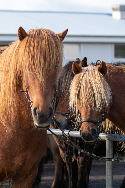 Hveragerdi: Countryside Charm Horse Riding Tour - A practical choice for self-drivers