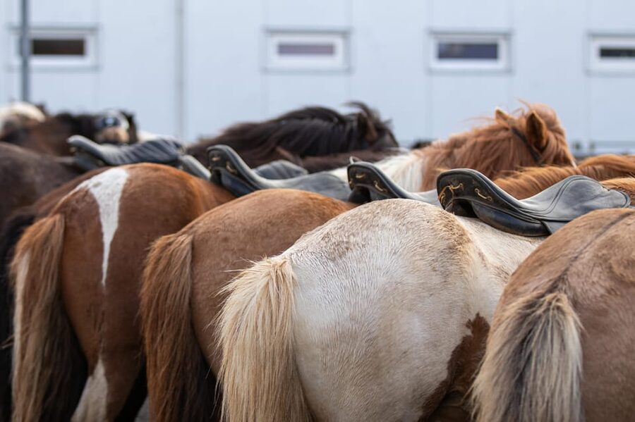 Hveragerdi: Countryside Charm Horse Riding Tour - Who should book this ride?