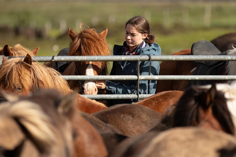 Hveragerdi: Countryside Charm Horse Riding Tour - One hour along meadows and mountain views