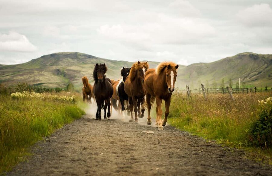 Hveragerði: Horseback Riding Tour for Beginners and … - Riding through the Reykjadalur area