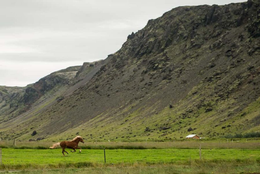 Hveragerði: Horseback Riding Tour for Beginners and … - Why Icelandic horses make this a good first ride