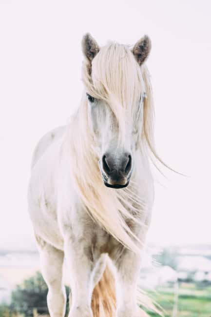 Hveragerði: Horseback Riding Tour for Beginners and … - Morning or afternoon: choosing the right time