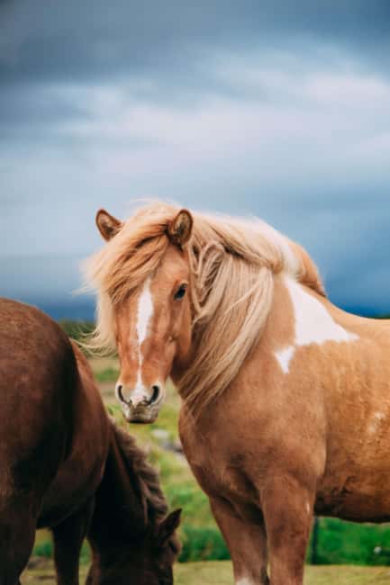 Hveragerði: Horseback Riding Tour for Beginners and … - Planning your day around the stable