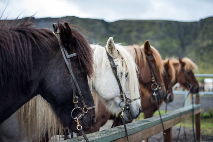 Hveragerdi: Reykjadalur (Hotspring Valley) Horse Riding Tour - What the weather means for your comfort