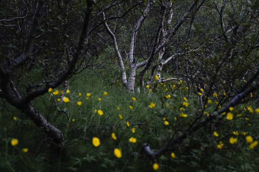 Hvolsvöllur: Private Thorsmork Guided Day Hike by Super Jeep - FAQ