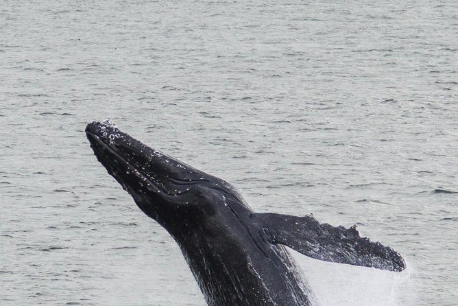 Iceland Super Saver: Northern Lights Cruise plus Whale-Watching Tour from Reykjavik - Who will enjoy this package most?