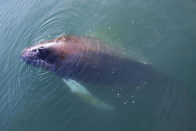 Iceland Super Saver: Northern Lights Cruise plus Whale-Watching Tour from Reykjavik - Starting at Reykjavik’s Old Harbour