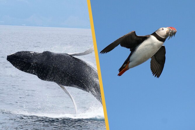 Iceland Super Saver: Puffin Cruise plus Whale-Watching Tour from Reykjavik - Two boats, two very different wildlife trips
