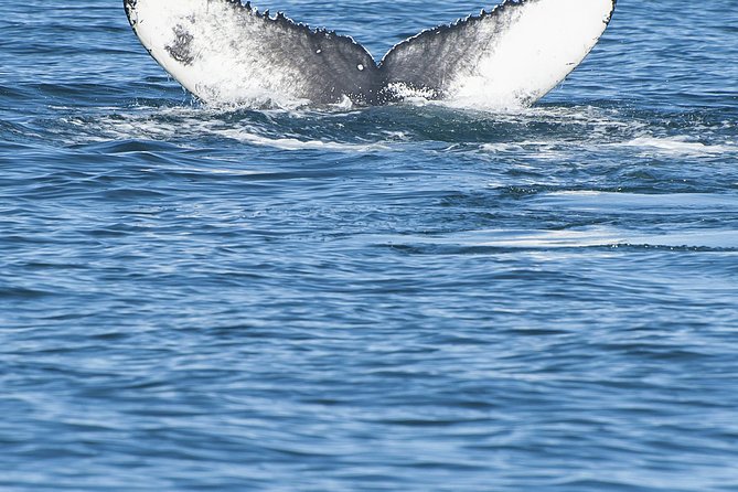 Iceland Super Saver: Puffin Cruise plus Whale-Watching Tour from Reykjavik - Akurey and the puffin cruise