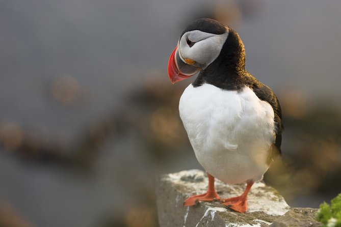 Iceland Super Saver: Puffin Cruise plus Whale-Watching Tour from Reykjavik - Why the puffin tour often feels more rewarding