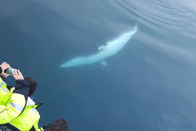 Iceland Super Saver: Puffin Cruise plus Whale-Watching Tour from Reykjavik - The best way to plan your day