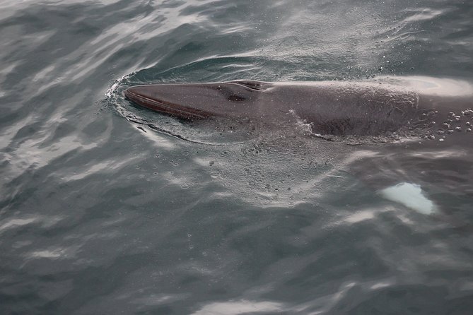Icelandic Horse Riding and Whale Watching Cruise from Reykjavík - Why this pairing works so well