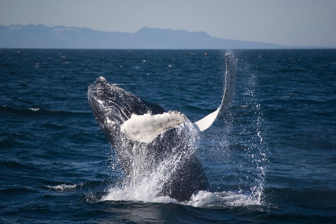 Icelandic Horse Riding and Whale Watching Cruise from Reykjavík - Three hours watching Faxaflói Bay
