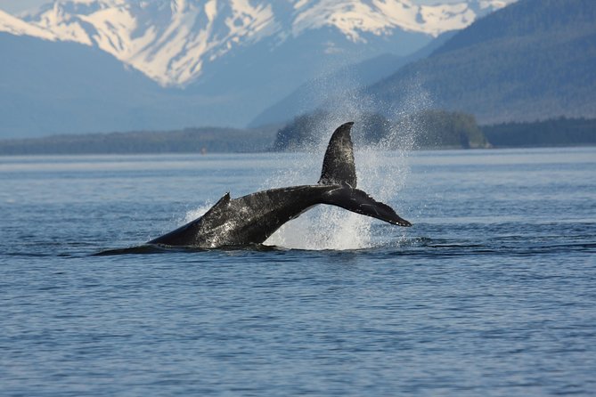 Icelandic Horse Riding and Whale Watching Cruise from Reykjavík - What the guides add to the day