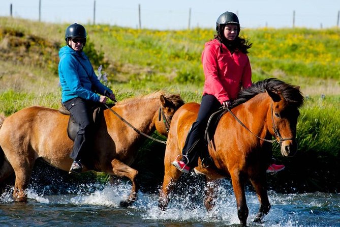 Icelandic Horse Riding and Whale Watching Cruise from Reykjavík - Who should book this full-day outing