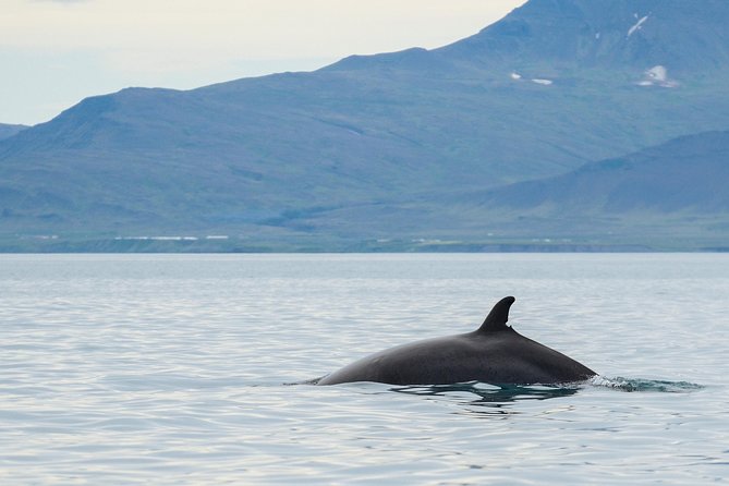 Icelandic Horse Riding and Whale Watching Cruise from Reykjavík - Practical details that can make or break the day