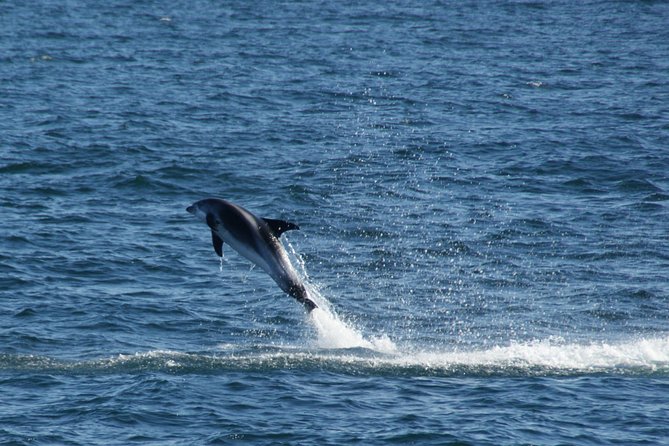 Icelandic Horse Riding and Whale Watching Cruise from Reykjavík - Should you book it?