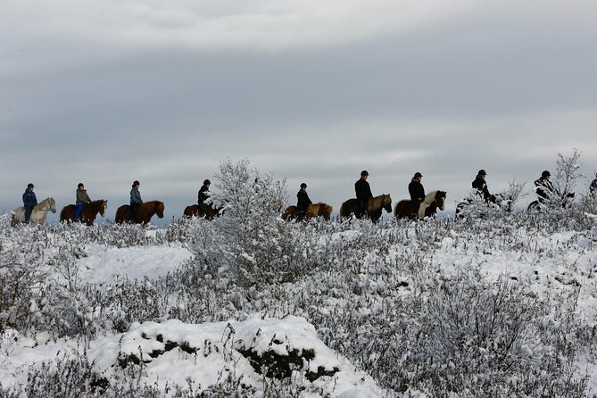 Icelandic Horse Riding and Whale Watching Tour from Reykjavik - Why this two-part Iceland day works