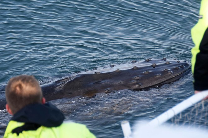 Icelandic Horse Riding and Whale Watching Tour from Reykjavik - Who will enjoy this combo most