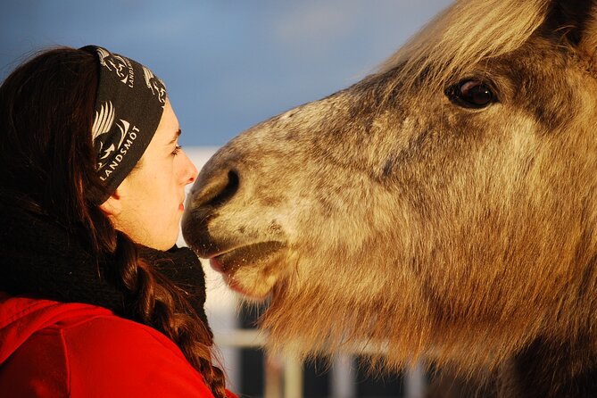 Icelandic Horse Riding and Whale Watching Tour from Reykjavik - From Reykjavik to the Íshestar stables
