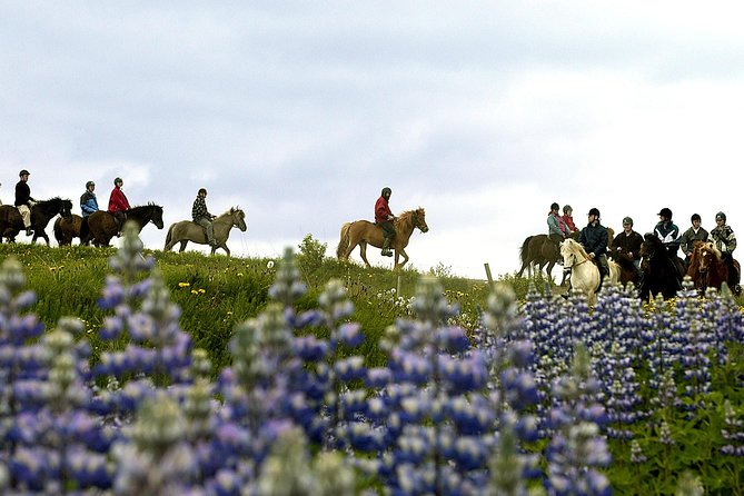 Icelandic Horseback Riding Tour Including Pick Up from Reykjavik - Who should book this ride?