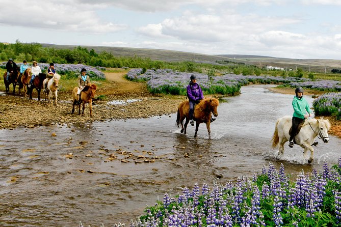 Icelandic Horseback Riding Tour Including Pick Up from Reykjavik - A beginner-friendly trail ride