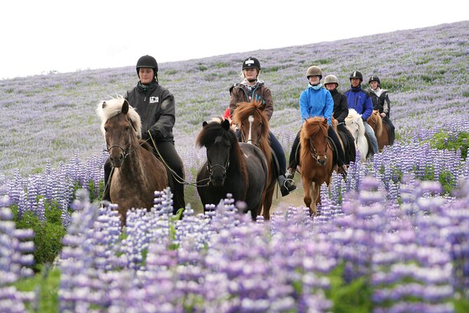 Icelandic Horseback Riding Tour with Pickup Option from Reykjavik - Morning or afternoon: choosing your departure