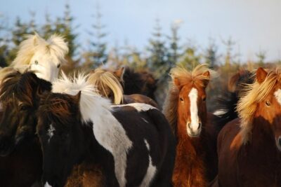 Icelandic Horseback Riding Tour with Pickup Option from Reykjavik