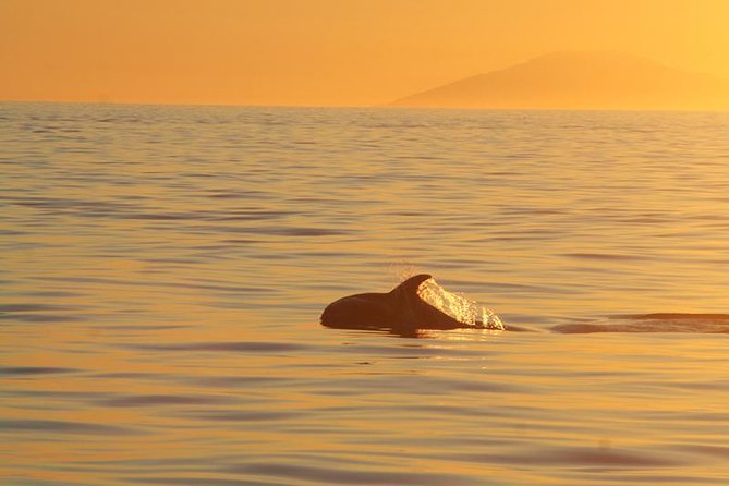 Magical Whales in the Midnight Sun | from Reykjavik - Leaving Reykjavik Old Harbour around 8:30 pm