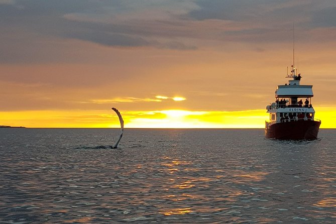 Magical Whales in the Midnight Sun | from Reykjavik - How to prepare for a better outing