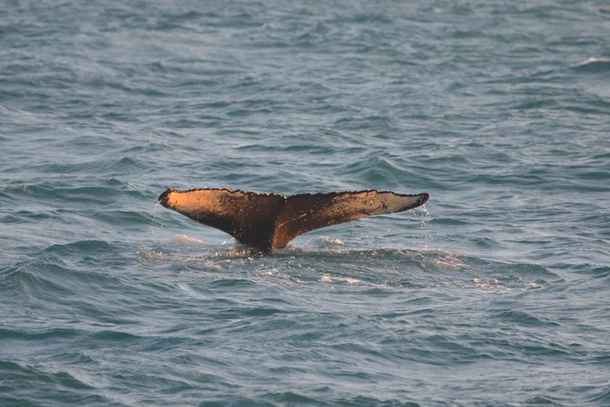 Magical Whales in the Midnight Sun | from Reykjavik - Who should book this midnight cruise?