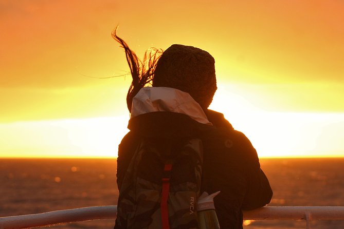 Magical Whales in the Midnight Sun | from Reykjavik - The onboard introduction to Icelandic sea life
