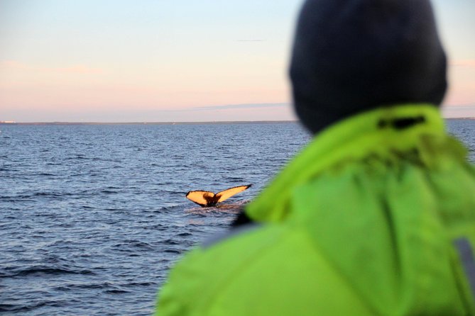 Midnight Sun Whale Watching from Reykjavik - Key points to know before you sail