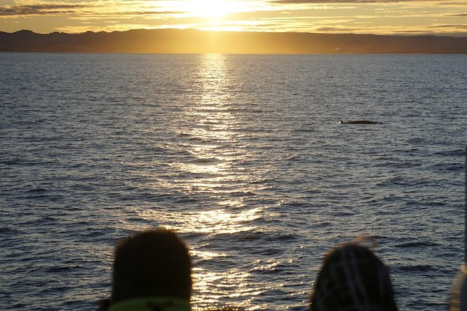 Midnight Sun Whale Watching from Reykjavik - Wildlife sightings, from dolphins to humpbacks