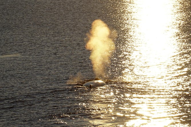 Midnight Sun Whale Watching from Reykjavik - Boat size, viewing space, and comfort