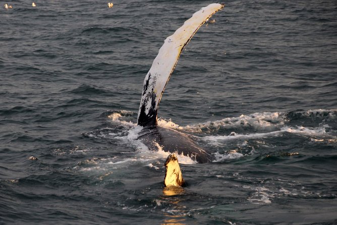 Midnight Sun Whale Watching from Reykjavik - Is $109.34 a fair price?