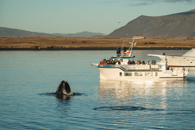Midnight Sun Whale Watching from Reykjavik - Why Faxaflói Bay matters for whale watching