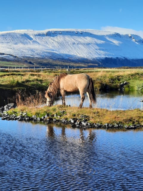 North Iceland: Horseback Riding Tour - Passing cows, sheep, and the farm fields